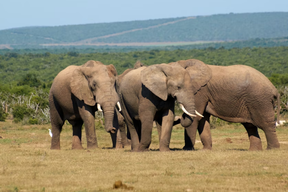 🇿🇦 🐘 Addo Elephant Safari — South Africa | Daylite Digital