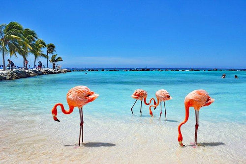 🇦🇼 🌊 Aruba · Eagle Beach, Flamingo Coast & the Dutch Caribbean Water Circuit · 5 Days