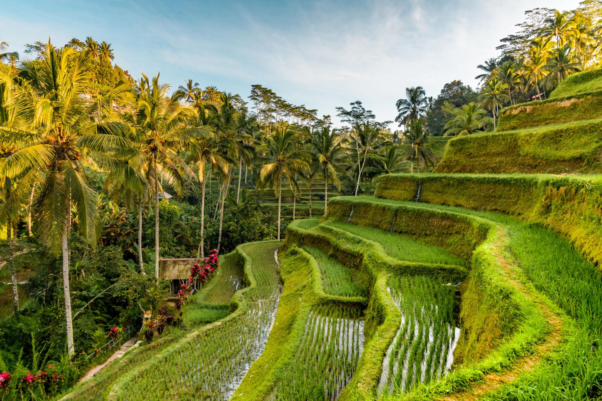 🇮🇩 🌄 Bali, Java & Komodo: Gods, Volcanoes & Dragons, Indonesia — 12 Days