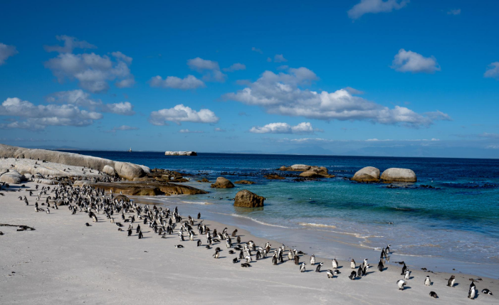 🇿🇦 🐧 Boulders Beach Penguin & Cape Coast Explorer — South Africa | Daylite Digital