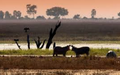 🇧🇼 🐘 Chobe & Savuti Wildlife Expedition — 8 Days | Daylite Digital