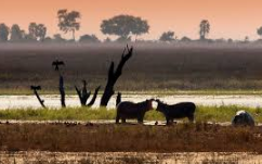 🇧🇼 🐘 Chobe & Savuti Wildlife Expedition — 8 Days | Daylite Digital