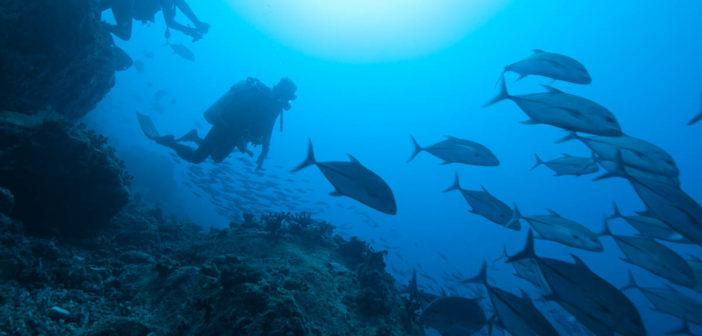 🇰🇲 🌴 Comoros Karthala Volcano · Coelacanth Safari — Daylite Digital