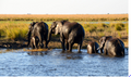 🇧🇼 🐘 Complete Northern Botswana Safari — 12 Days | Daylite Digital