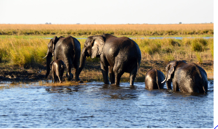 🇧🇼 🐘 Complete Northern Botswana Safari — 12 Days | Daylite Digital