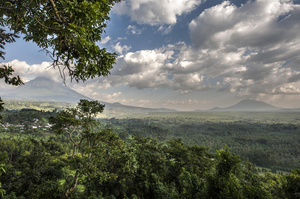 🇨🇩 🦍 Virunga National Park · Mountain Gorilla Trekking · Democratic Republic of Congo · 6 Days
