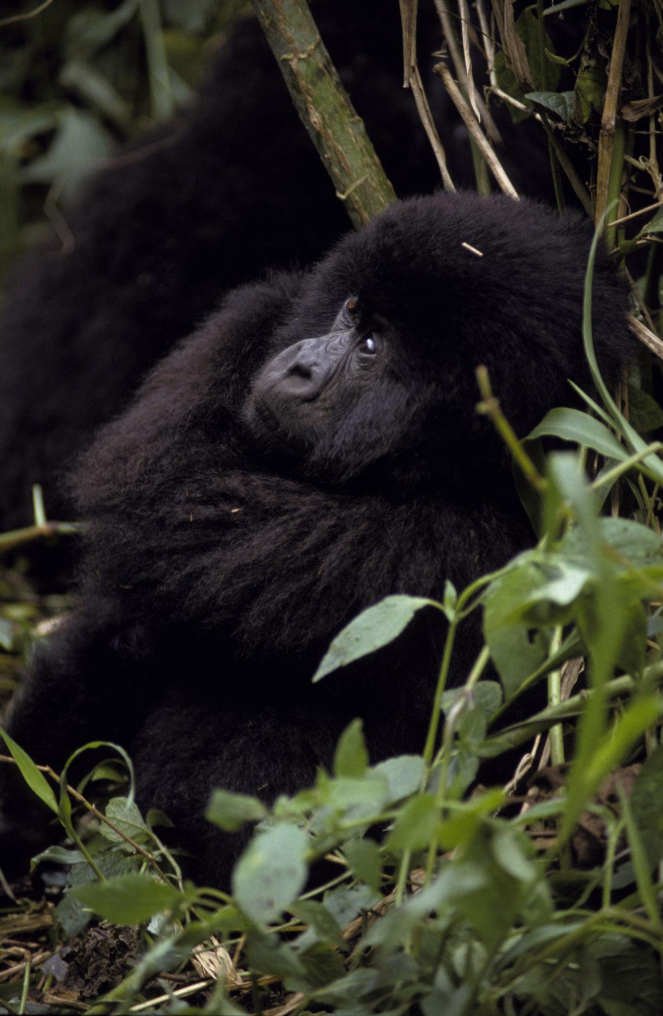 🇨🇩 🦍 Virunga National Park · Mountain Gorilla Trekking · Democratic Republic of Congo · 6 Days