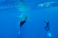 🇩🇯 🌊 Lake Assal · Whale Sharks · Ardoukoba | Djibouti | Daylite Digital