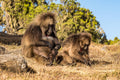 🇪🇹 🦍 Simien Mountains · Gelada Baboons — Ethiopia | Daylite Digital