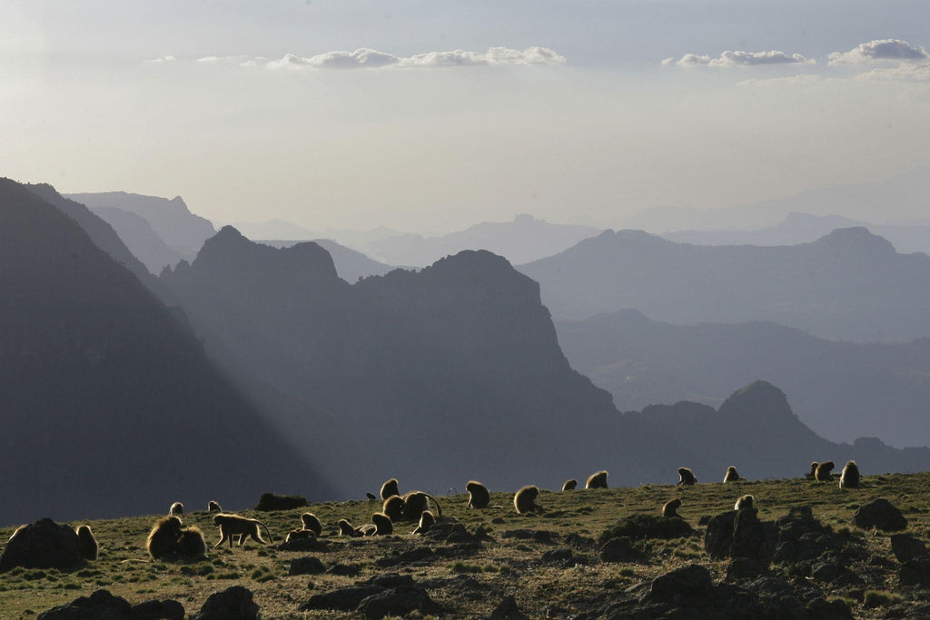 🇪🇹 🦍 Simien Mountains · Gelada Baboons — Ethiopia | Daylite Digital