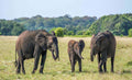 🇬🇦 🐘 Libreville · Lopé National Park · Forest Elephant Safari · Gabon · 8 Days