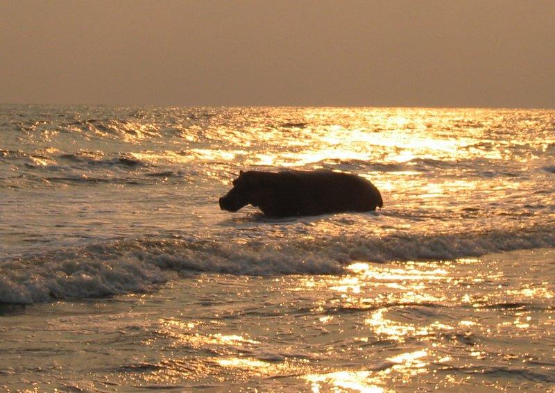 🇬🇦 🌊 Loango National Park · Surfing Hippos · Gorilla Safari · Gabon · 9 Days