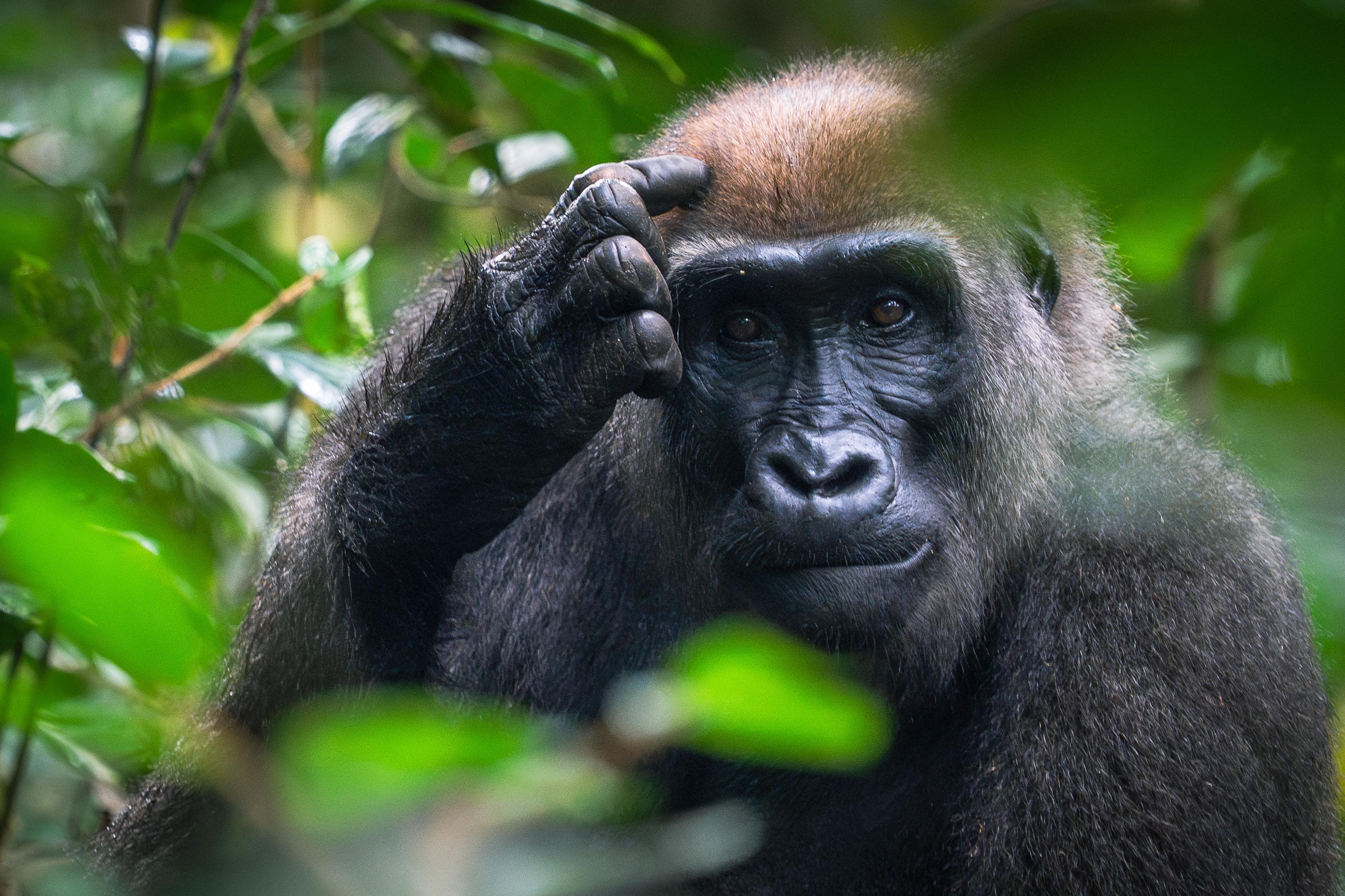 🇬🇦 🌊 Loango National Park · Surfing Hippos · Gorilla Safari · Gabon · 9 Days