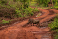 🇬🇭 🐘 Mole National Park · Northern Ghana · Savanna Safari — Ghana | Daylite Digital