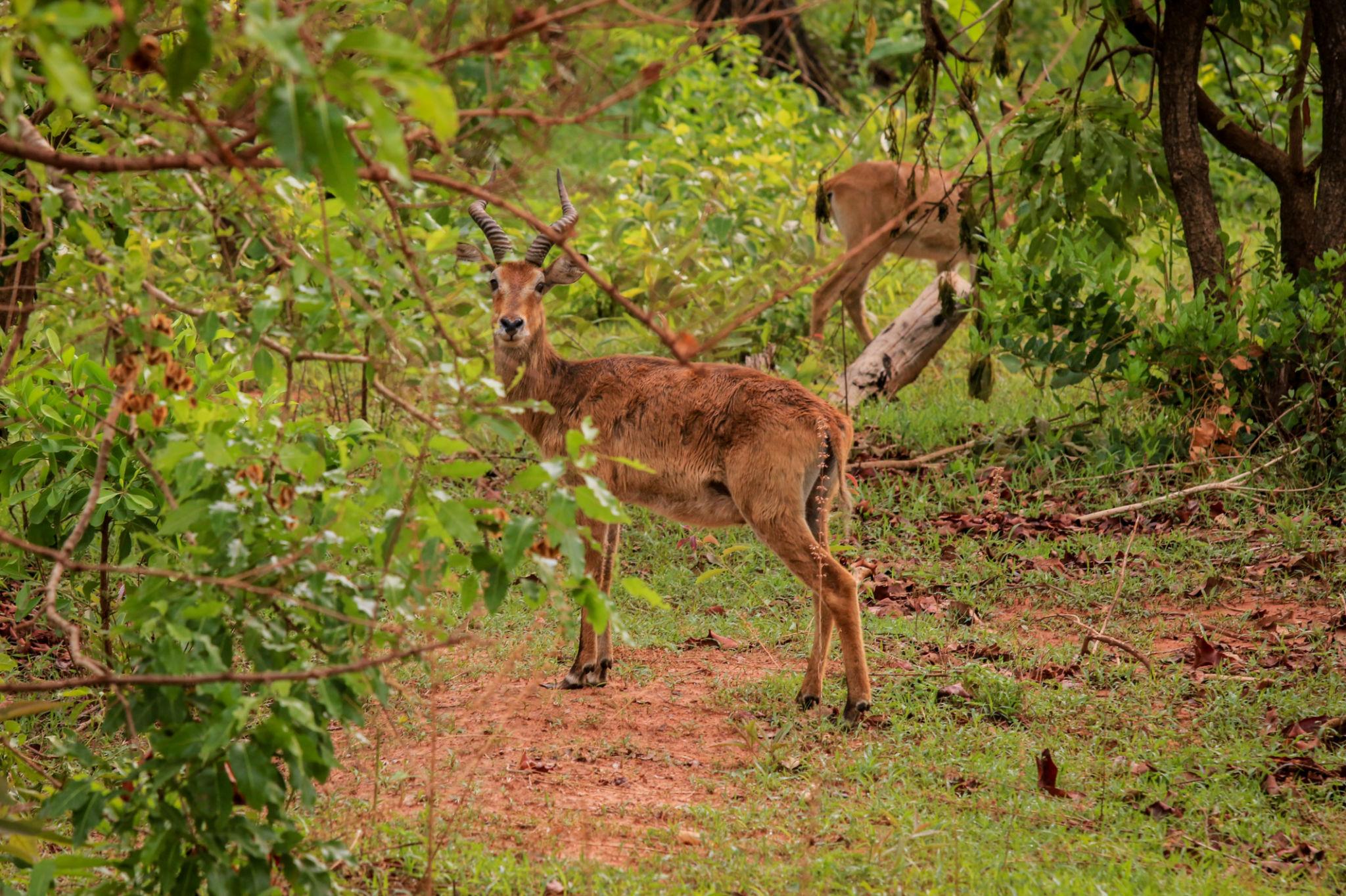 🇬🇭 🐘 Mole National Park · Northern Ghana · Savanna Safari — Ghana | Daylite Digital