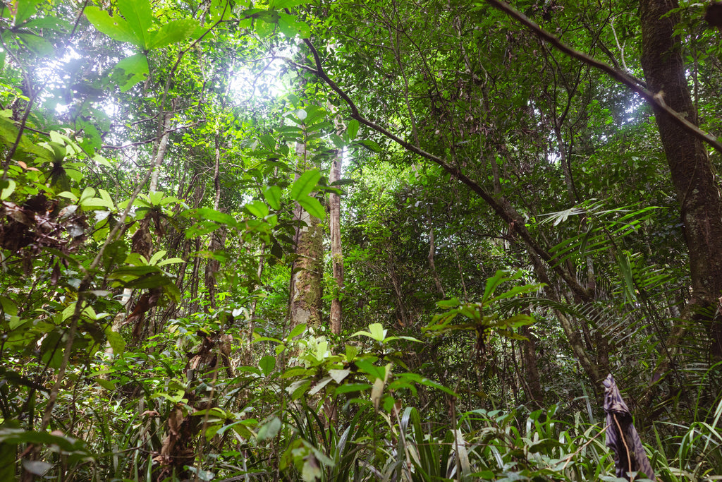 🇨🇲 🌳 Yaoundé · Dja Faunal Reserve · Baka Forest | Cameroon | Daylite Digital