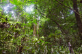 🇨🇲 🌳 Yaoundé · Dja Faunal Reserve · Baka Forest | Cameroon | Daylite Digital