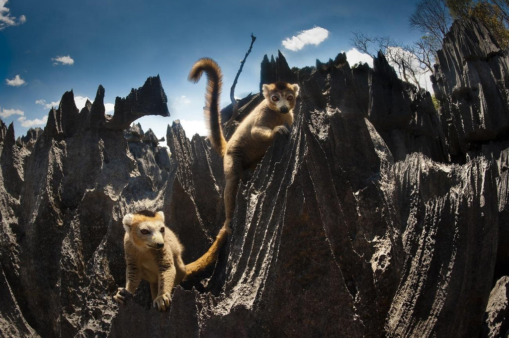 🇲🇬 🌳 Madagascar Baobabs · Tsingy · Lemur Safari — Daylite Digital