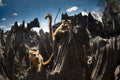 🇲🇬 🌳 Madagascar Baobabs · Tsingy · Lemur Safari — Daylite Digital