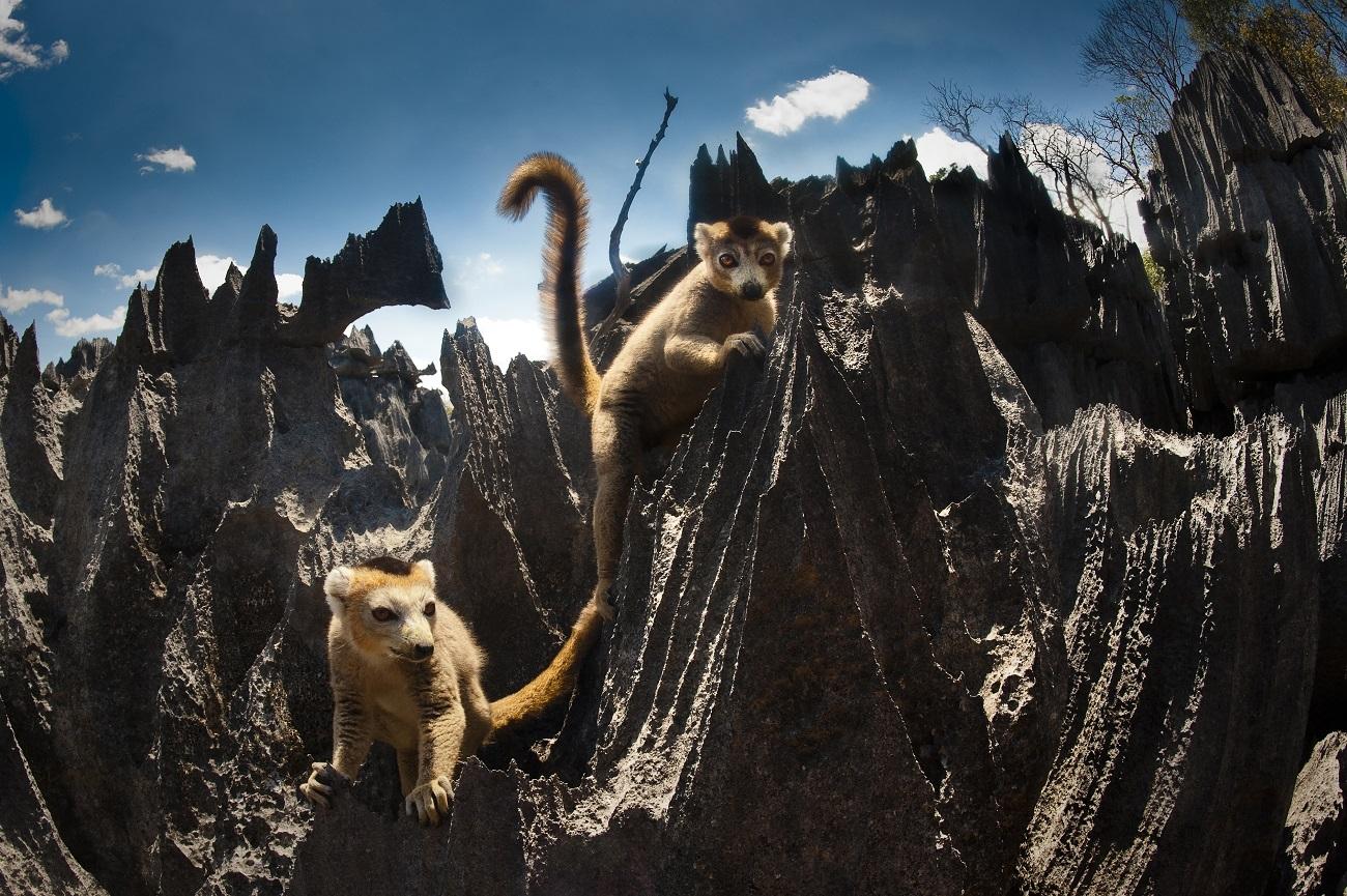 🇲🇬 🌳 Madagascar Baobabs · Tsingy · Lemur Safari — Daylite Digital