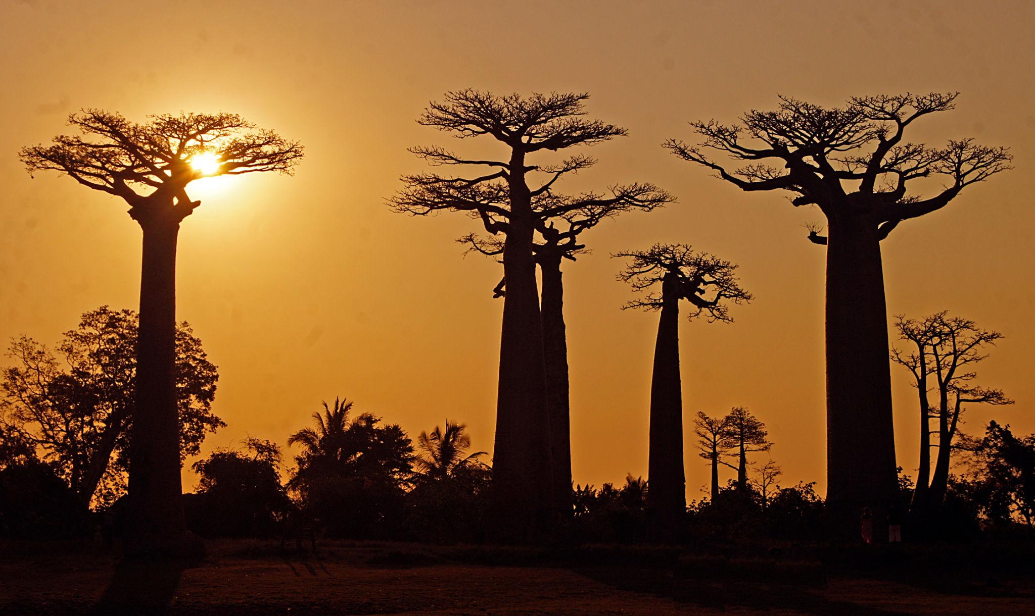 🇲🇬 🌳 Madagascar Baobabs · Tsingy · Lemur Safari — Daylite Digital