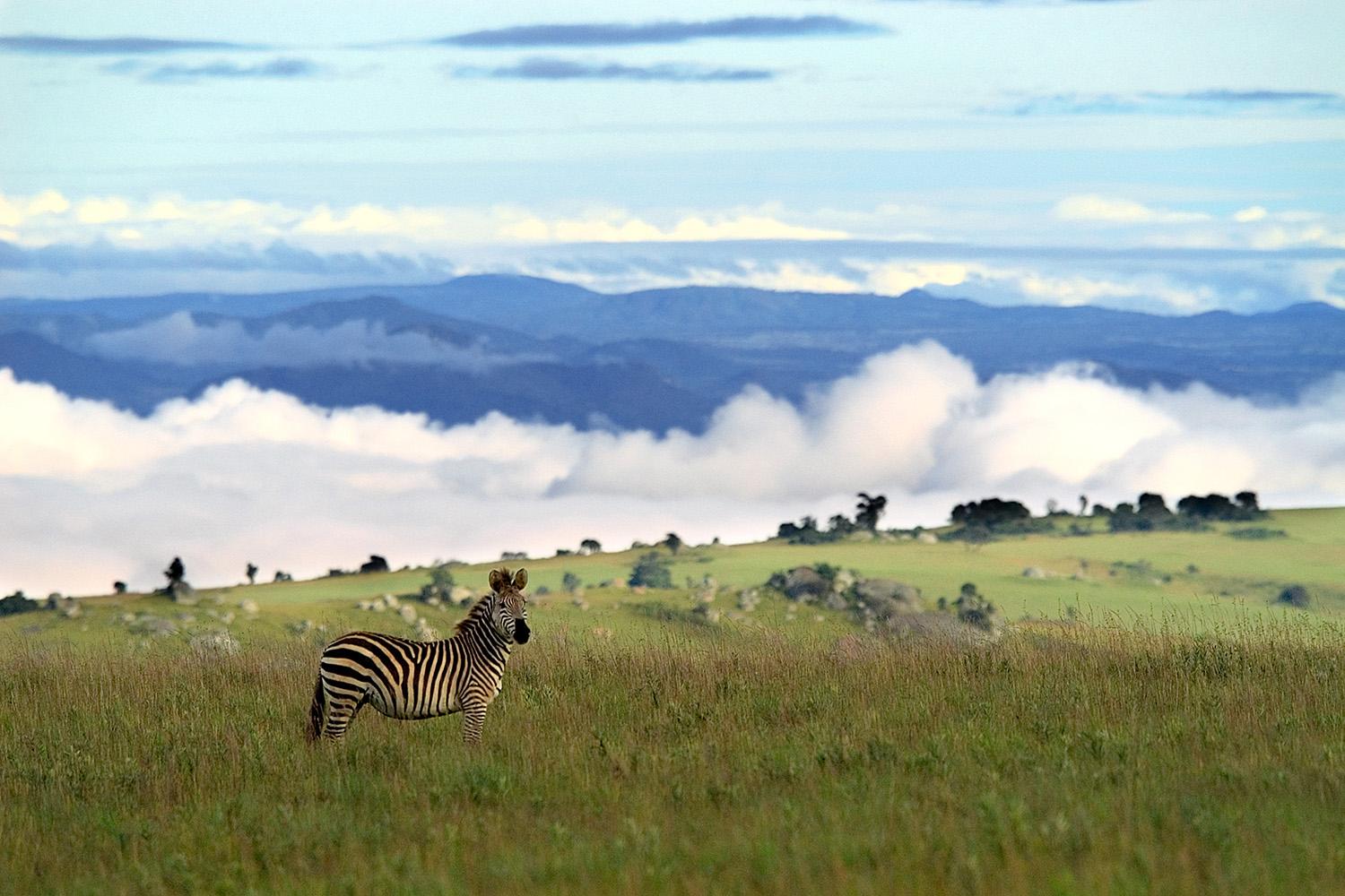 🇲🇼 🦁 Liwonde · Zomba · Nyika Plateau | Malawi | Daylite Digital