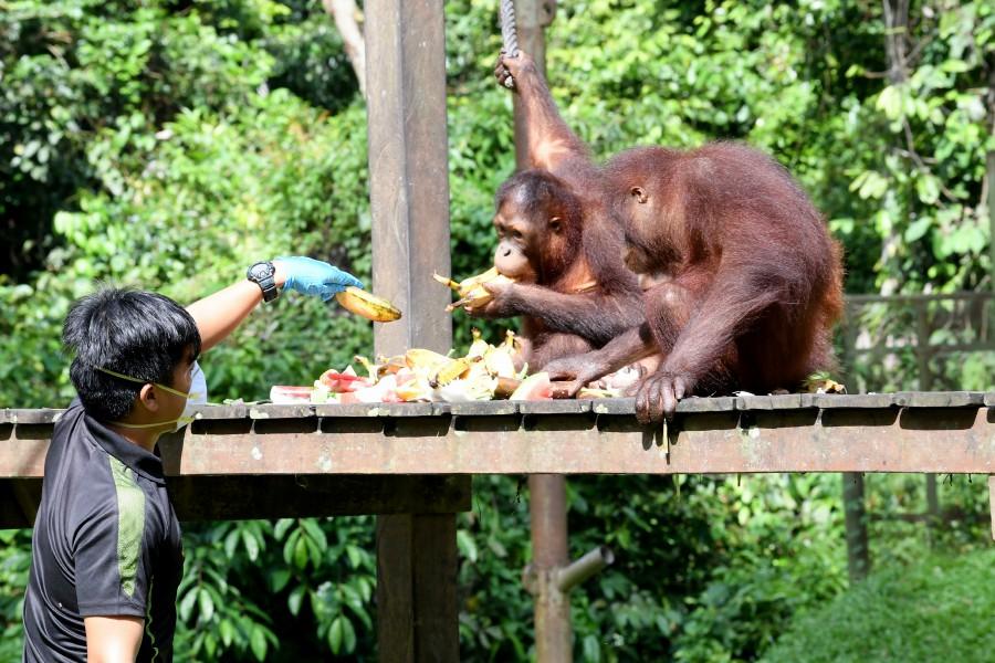 🇲🇾 🏭 Kuala Lumpur, Penang & Borneo Rainforest, Malaysia — 10 Days