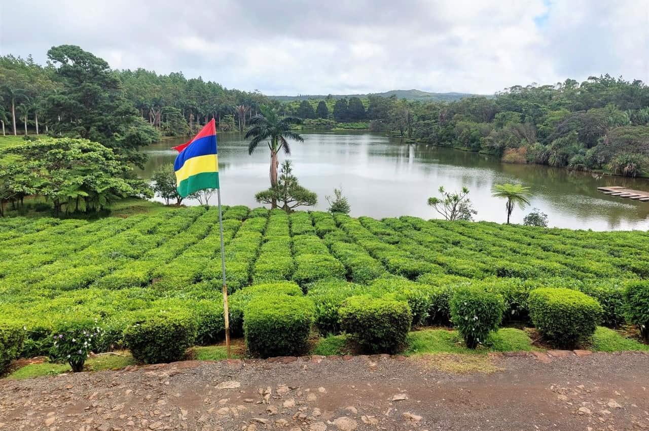 🇲🇺 🍵 Mauritius Culture · Tea Estates · Black River Gorges — Daylite Digital