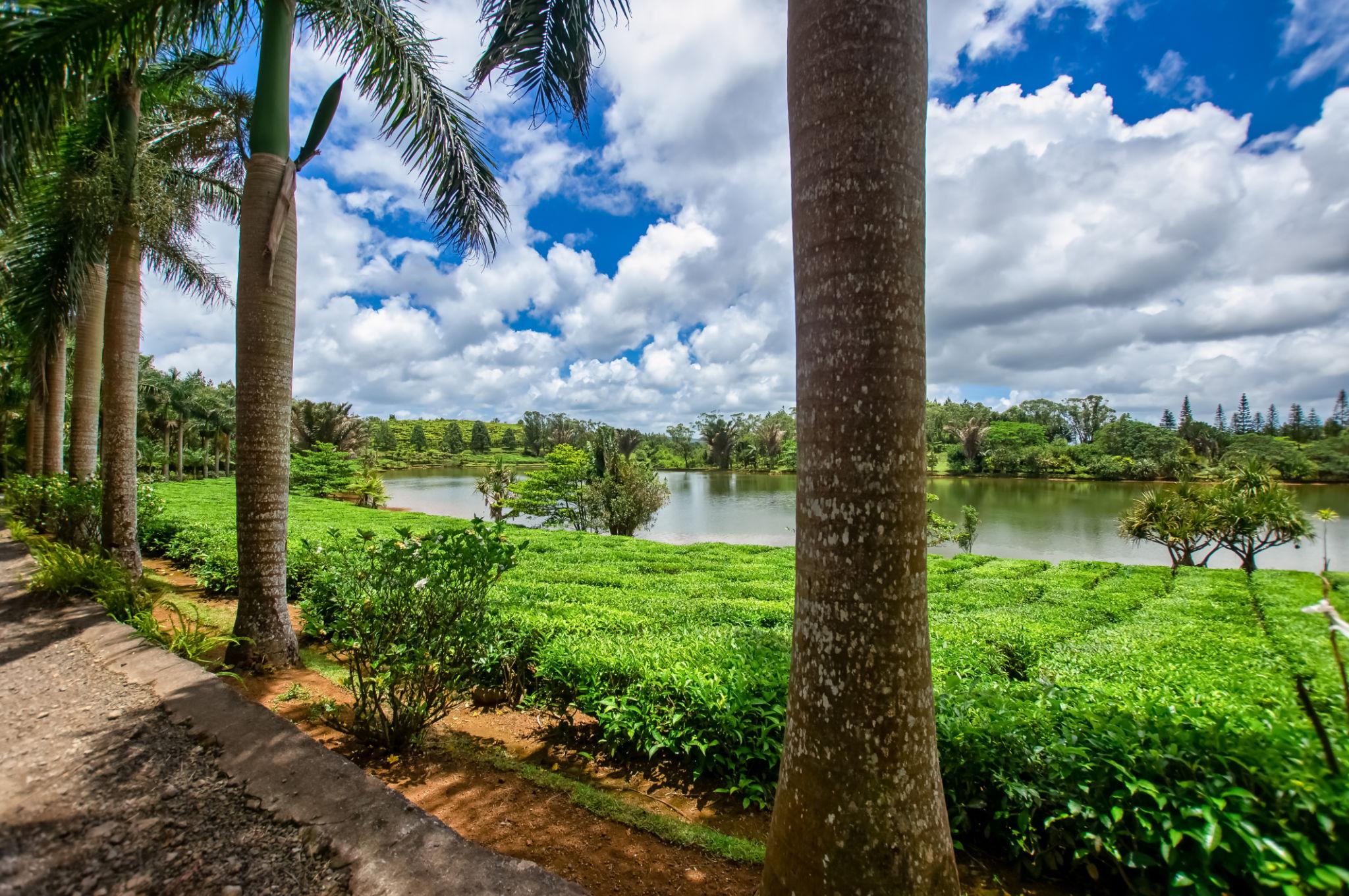 🇲🇺 🍵 Mauritius Culture · Tea Estates · Black River Gorges — Daylite Digital