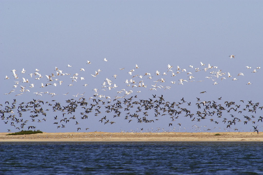 🇲🇷 🐬 Nouakchott · Banc d'Arguin · Atlantic Desert Safari · Mauritania · 8 Days