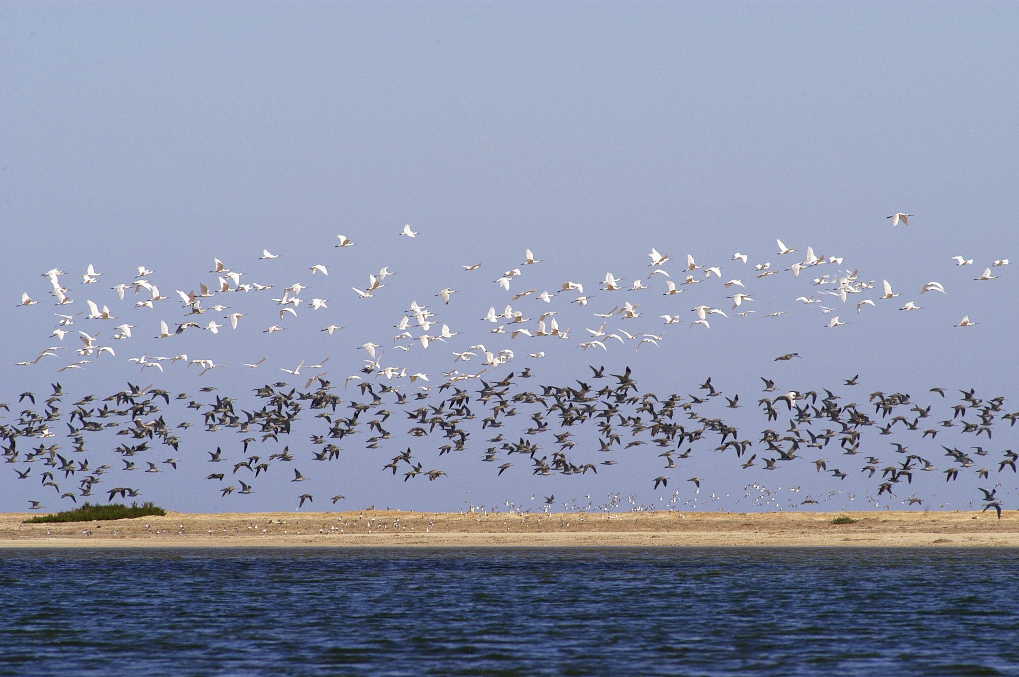 🇲🇷 🐬 Nouakchott · Banc d'Arguin · Atlantic Desert Safari · Mauritania · 8 Days