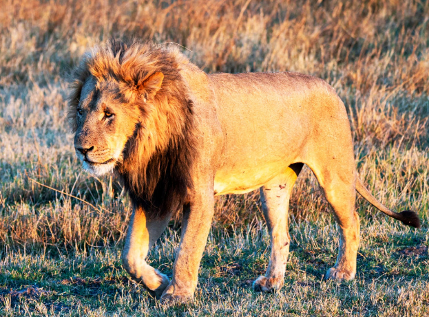 🇧🇼 🌊 Okavango Delta & Moremi Safari — 7 Days | Daylite Digital