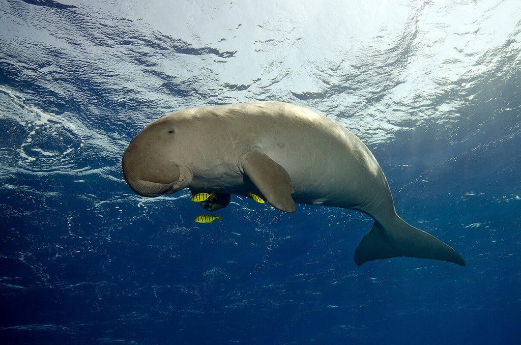 🇲🇿 🐬 Mozambique Bazaruto Archipelago · Dugong Safari — Daylite Digital