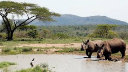🇿🇦 🦁 Hluhluwe-iMfolozi Safari — South Africa | Daylite Digital
