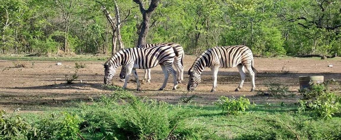 🇳🇬 🏺 Abuja · Yankari Game Reserve · Jos Plateau Safari — Nigeria | Daylite Digital