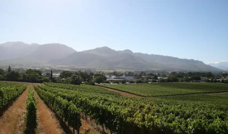 🇿🇦 🍷 Cape Town & Winelands Safari — South Africa | Daylite Digital