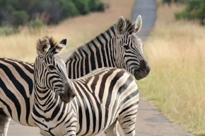 🇿🇦 🦓 Pilanesberg Safari — South Africa | Daylite Digital