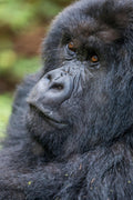 🇷🇼 🦍 Gorilla Trekking · Volcanoes National Park — Rwanda | Daylite Digital