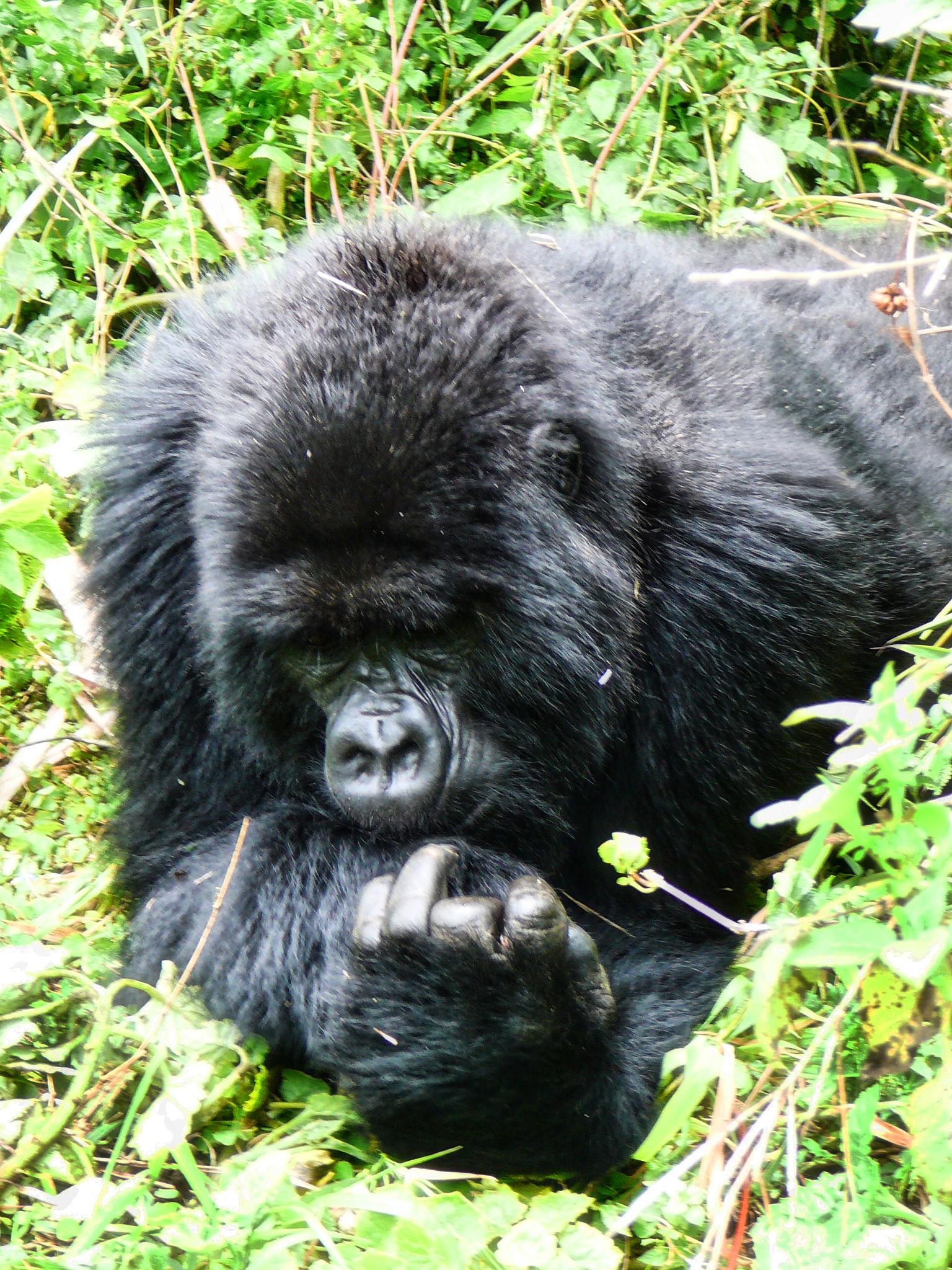🇷🇼 🦍 Gorilla Trekking · Volcanoes National Park — Rwanda | Daylite Digital