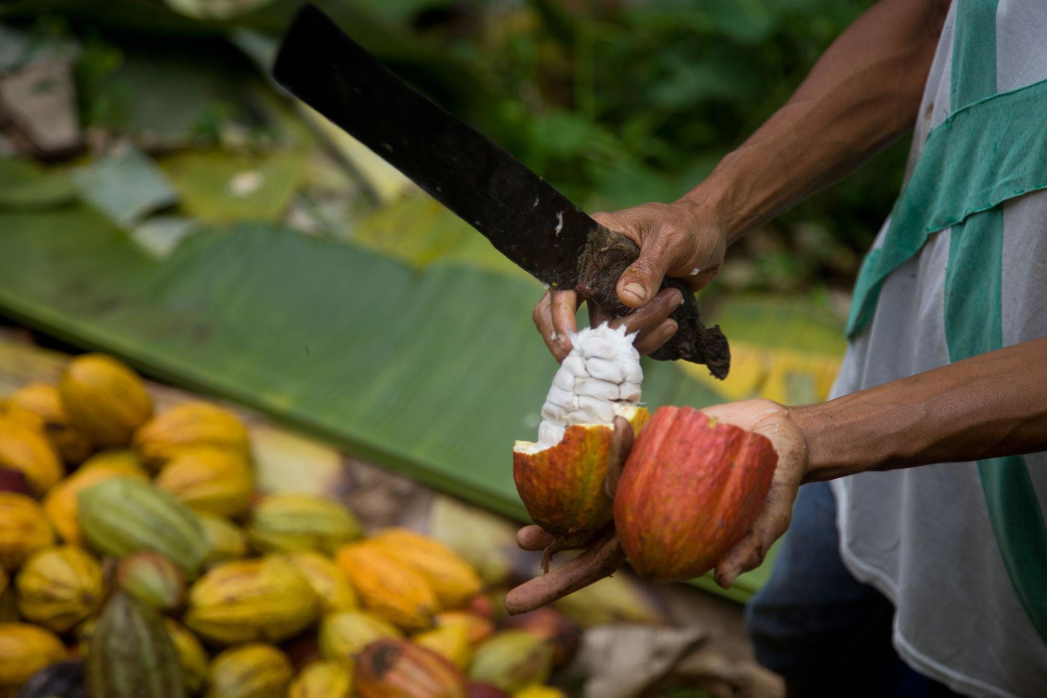 🇸🇹 🍫 Chocolate Island · Rainforest | São Tomé & Príncipe | Daylite Digital