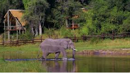 🇧🇼 🐘 Chobe & Savuti Wildlife Expedition — 8 Days | Daylite Digital
