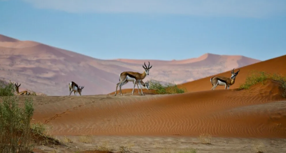 🇳🇦 🏜️ Kalahari, Warmbad Ai-Ais & Sossusvlei — Desert Explorer Namibia | Daylite Digital