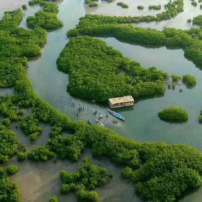 🇸🇳 🌳 Casamance · Sine-Saloum Delta · Wildlife Safari | Senegal | Daylite Digital