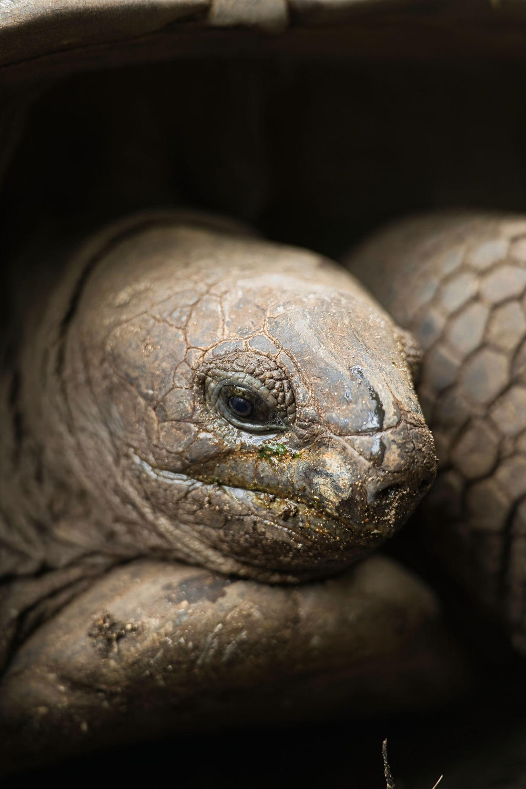 🇸🇨 🐢 Seychelles Nature & Marine Safari — Daylite Digital