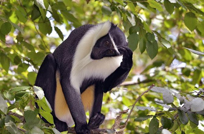🇸🇱 🦍 Tiwai Island · Outamba-Kilimi · Rainforest Safari | Sierra Leone | Daylite Digital