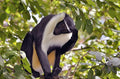 🇸🇱 🦍 Tiwai Island · Outamba-Kilimi · Rainforest Safari | Sierra Leone | Daylite Digital