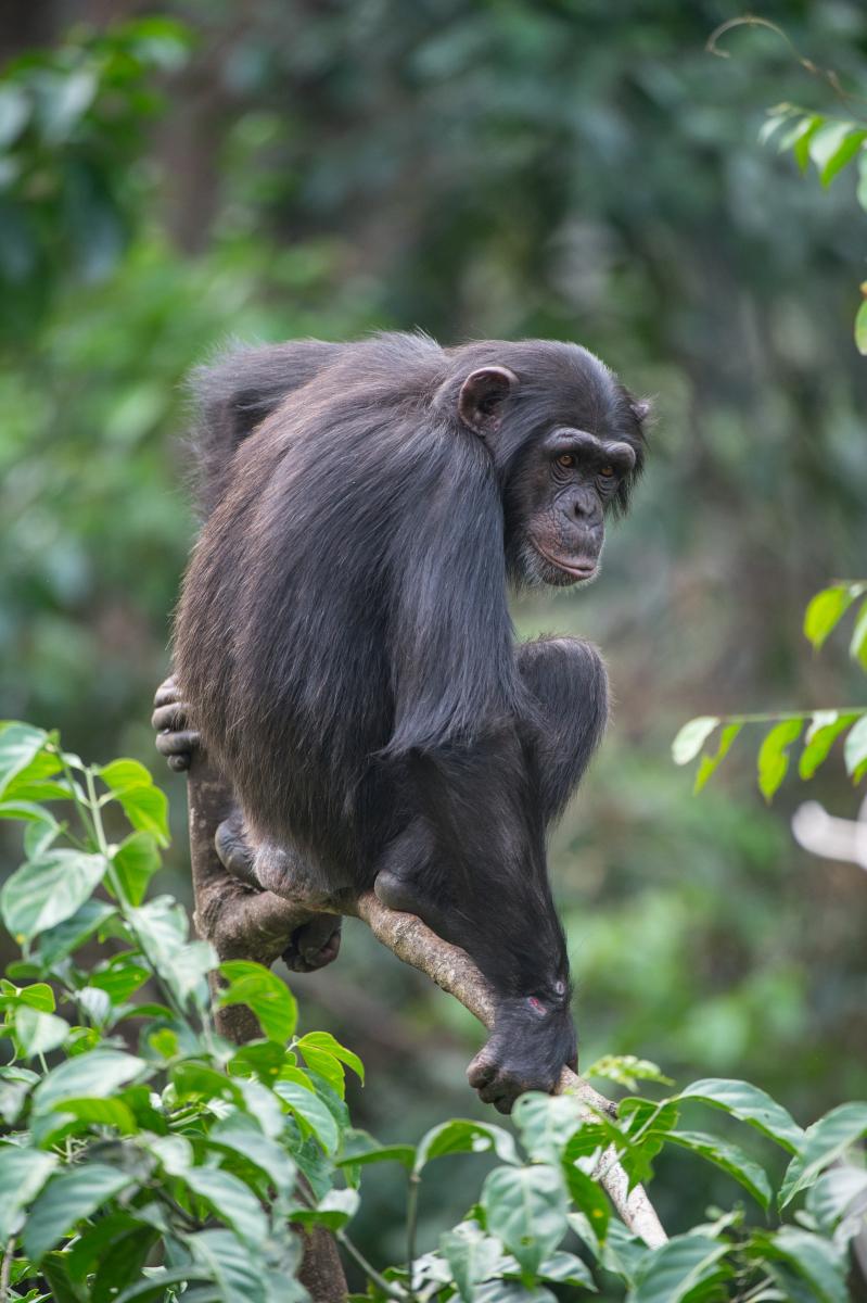 🇸🇱⛓️ Freetown · Bunce Island · Chimpanzee Safari | Sierra Leone | Daylite Digital