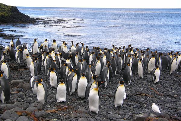 🇿🇦 🐧 Marion Island Sub-Antarctic Expedition — Daylite Digital