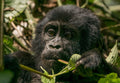 🇺🇬 🦍 Gorilla Trekking · Bwindi Impenetrable Forest — Uganda | Daylite Digital