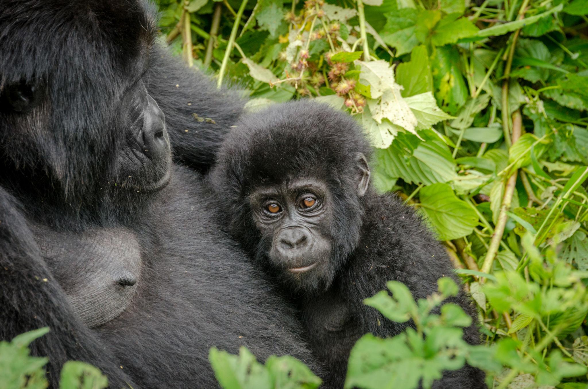 🇺🇬 🦍 Gorilla Trekking · Bwindi Impenetrable Forest — Uganda | Daylite Digital